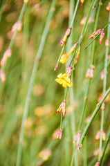 Yellow bell flower vine hanging down with pink buds