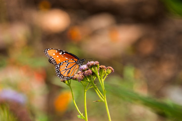 Obraz premium Monarch Butterfly