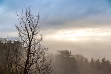 Obraz premium Tree in fog