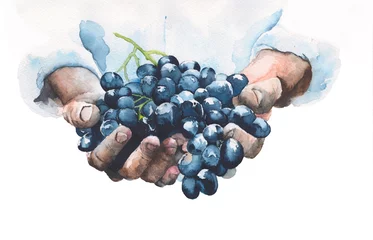 Wall murals Kitchen Grapes in hands watercolor painting illustration isolated on white background