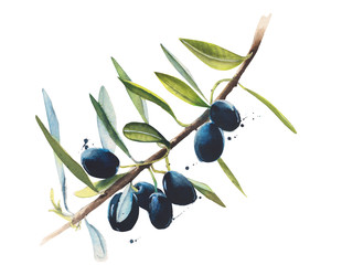 Olive branch watercolor illustration isolated on white background