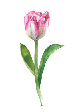 Tulip single flower watercolor illustration greeting card isolated on white background