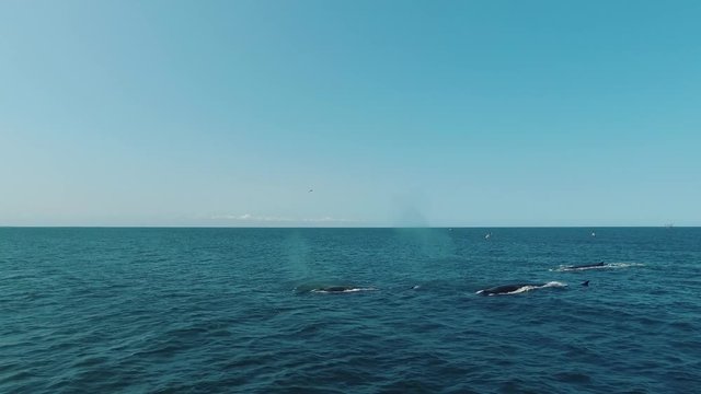 Group of blue whales in the ocean