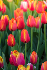 Tulip. Beautiful bouquet of tulips. colorful tulips.