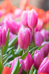 Tulip. Beautiful bouquet of tulips. colorful tulips.