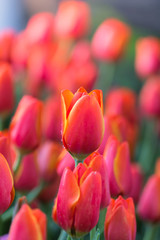 Tulip. Beautiful bouquet of tulips. colorful tulips.