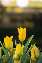 Naklejka premium Tulip. Beautiful bouquet of tulips. colorful tulips.