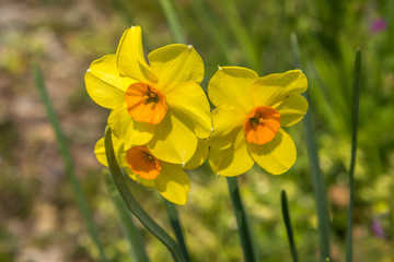 Arkansas Flowers
