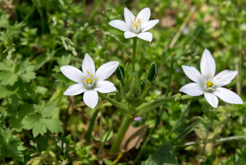 Arkansas Flowers