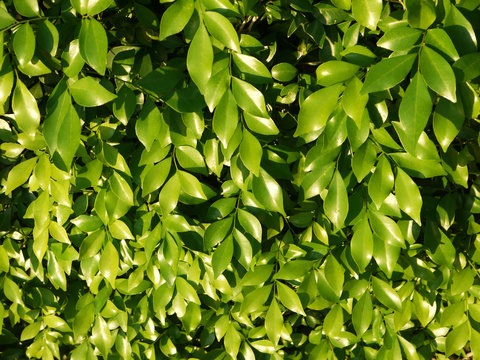 green leaf wall closeup