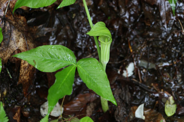 Jack-in-the-pulpit