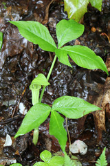 Jack-in-the-pulpit