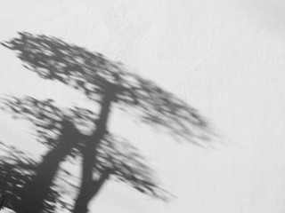 shadow tree on white wall