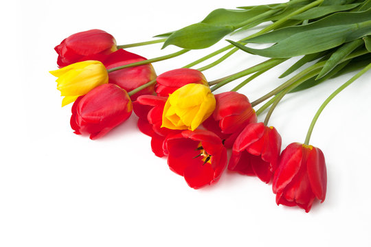 Beautiful Red and yellow Tulips Flowers on white background