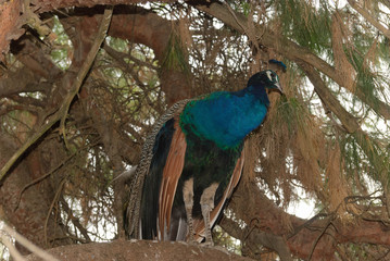Fototapeta premium bird