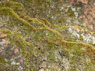 moss on brick closeup