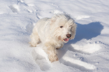 west terrier w śniegu