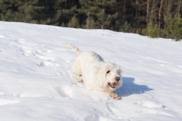 west terrier w śniegu