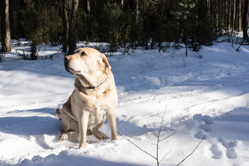 labrador podczas zimowego spaceru