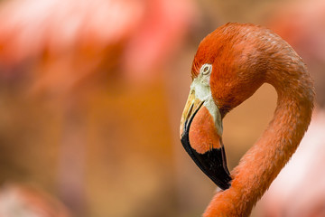 Mr. Flamingo - 136121860