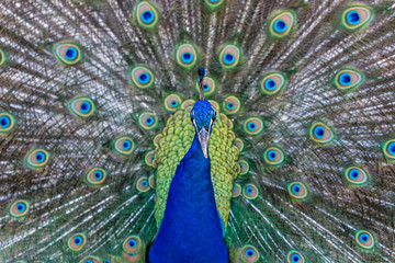 Fototapeta na wymiar Proud Peacock