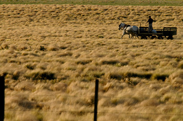 Carro tirado por caballos en el campo