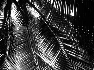 Papier Peint photo Lavable Palmier Coconut palm tree silhouette