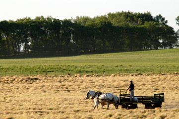 Carro tirado por caballos en el campo