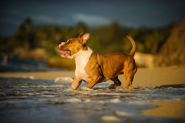 American Pit Bull Terrier dog playing in beach surf