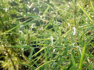 Bamboo branch with raindrops on the leaves