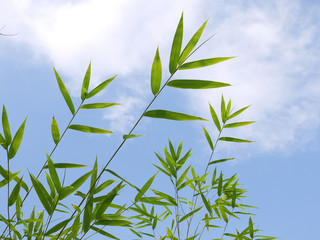 Green bamboo leaves against a sky