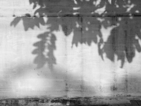 tree shadow on the old white wall street
