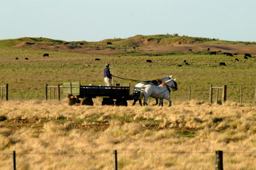 Carro tirado por caballos en el campo