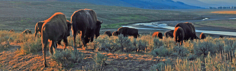 Bison Buffalo herd heading to the river in early morning light in the Lamar Valley of Yellowstone National Park in Wyoiming USA © htrnr