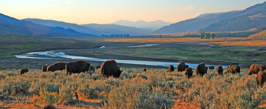Bison Buffalo herd at dawn in the Lamar Valley of Yellowstone National Park in Wyoming USA