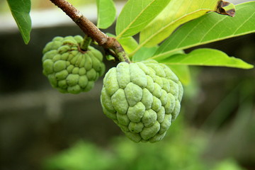 Custard apple