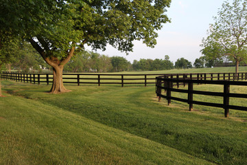 Tree-lined Fenced Sprawling Pasture
