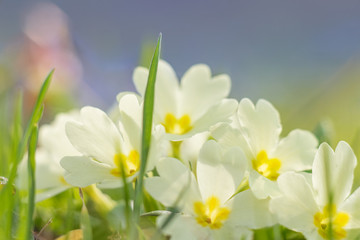 Close up of spring flower