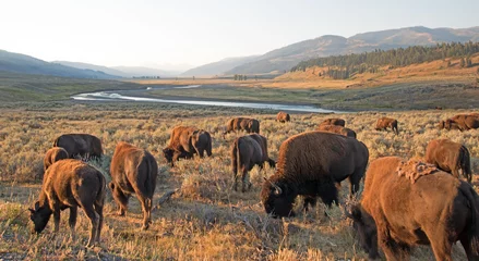 Tuinposter Bison Buffalo Herd in early morning in Lamar Valley of Yellowstone National Park in Wyoming USA © htrnr