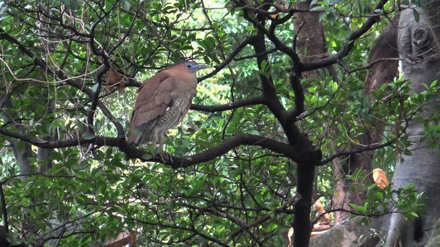 4K An adult Malayan night heron brown with blue lores rest near to a pond in Park Taipei, in Taiwan-Dan