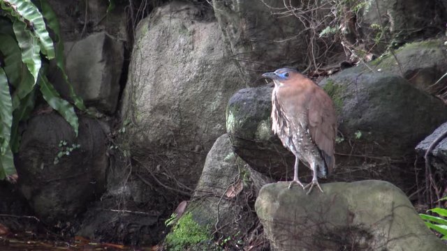 4K An adult Malayan night heron brown with blue lores rest near to a pond in Park Taipei, in Taiwan-Dan