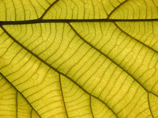 green leaf texture ( teak leaf )