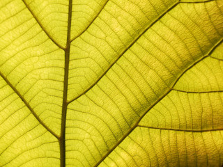 Fototapeta na wymiar green leaf texture ( teak leaf )