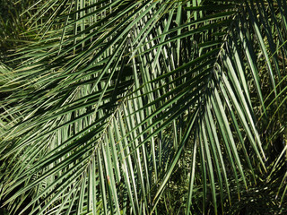 leaves green ( palm leaf )