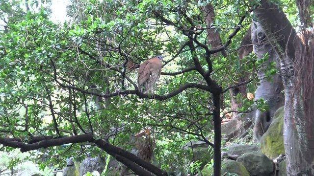 4K An adult Malayan night heron brown with blue lores rest near to a pond in Park Taipei, in Taiwan-Dan