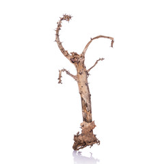 Dry branch of crown of thorns (Euphorbia milii) without leaf. St