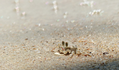 ghost crab on sand beach closeup