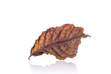 Brown dry leaf ( leaf of coffee tree). Studio shot isolated on w
