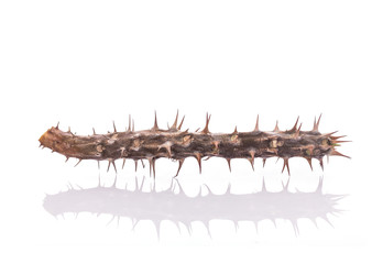 Dry branch of crown of thorns (Euphorbia milii) without leaf. St