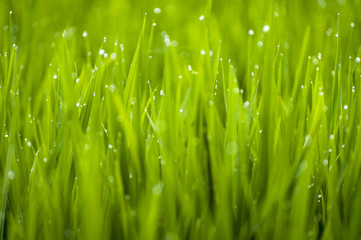 Fototapeta na wymiar Dew Drops and Rice Stalks. Morning dew sticks to the rice stalks in the terraced fields of Belimbing, Bali, Indonesia. Cool and fresh feeling.